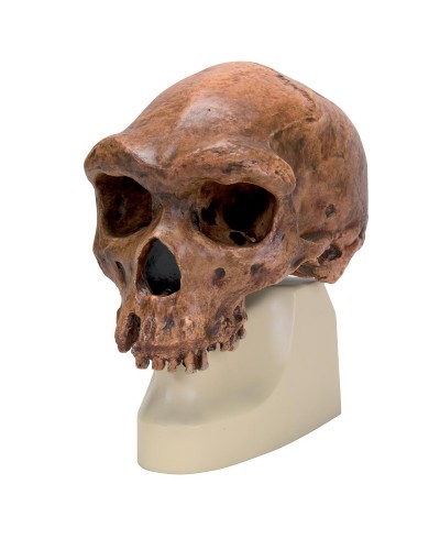 Homo rhodesiensis Skull (Broken Hill; Woodward, 1921), Replica